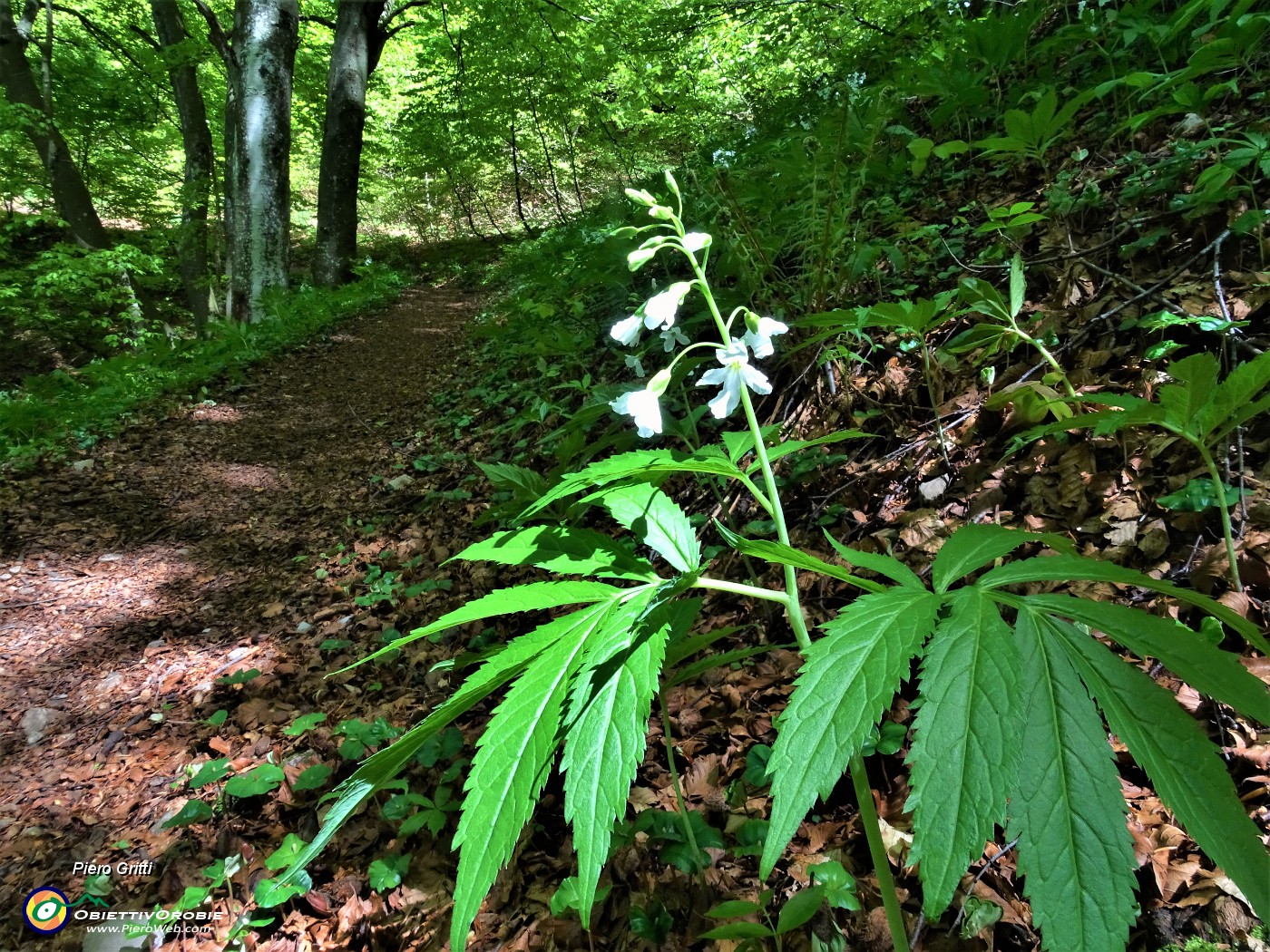 91 Bei fiori bianchi di Dentaria minore ( Cardamine bulbifera).JPG